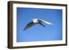 USA, Florida, Orlando, Great Egret, Gatorland-Lisa S. Engelbrecht-Framed Photographic Print