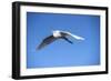 USA, Florida, Orlando, Great Egret, Gatorland-Lisa S. Engelbrecht-Framed Photographic Print