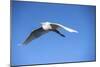 USA, Florida, Orlando, Great Egret, Gatorland-Lisa S. Engelbrecht-Mounted Photographic Print