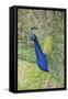 USA, Florida, Orlando, Male Peacock, Gatorland-Lisa S. Engelbrecht-Framed Stretched Canvas