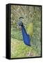 USA, Florida, Orlando, Male Peacock, Gatorland-Lisa S. Engelbrecht-Framed Stretched Canvas