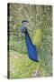 USA, Florida, Orlando, Male Peacock, Gatorland-Lisa S. Engelbrecht-Stretched Canvas