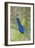 USA, Florida, Orlando, Male Peacock, Gatorland-Lisa S. Engelbrecht-Framed Photographic Print