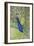 USA, Florida, Orlando, Male Peacock, Gatorland-Lisa S. Engelbrecht-Framed Photographic Print