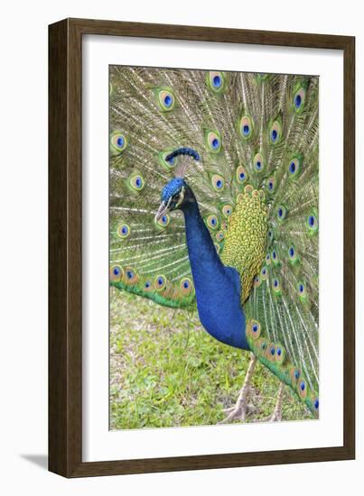 USA, Florida, Orlando, Male Peacock, Gatorland-Lisa S. Engelbrecht-Framed Photographic Print