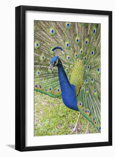 USA, Florida, Orlando, Male Peacock, Gatorland-Lisa S. Engelbrecht-Framed Photographic Print