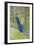 USA, Florida, Orlando, Male Peacock, Gatorland-Lisa S. Engelbrecht-Framed Photographic Print