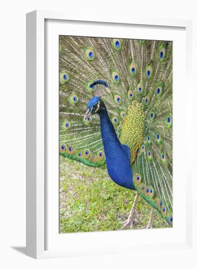 USA, Florida, Orlando, Male Peacock, Gatorland-Lisa S. Engelbrecht-Framed Photographic Print