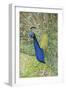 USA, Florida, Orlando, Male Peacock, Gatorland-Lisa S. Engelbrecht-Framed Photographic Print