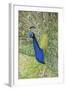 USA, Florida, Orlando, Male Peacock, Gatorland-Lisa S. Engelbrecht-Framed Photographic Print