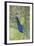 USA, Florida, Orlando, Male Peacock, Gatorland-Lisa S. Engelbrecht-Framed Photographic Print