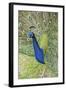 USA, Florida, Orlando, Male Peacock, Gatorland-Lisa S. Engelbrecht-Framed Photographic Print