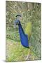 USA, Florida, Orlando, Male Peacock, Gatorland-Lisa S. Engelbrecht-Mounted Photographic Print