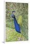 USA, Florida, Orlando, Male Peacock, Gatorland-Lisa S. Engelbrecht-Framed Photographic Print