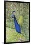USA, Florida, Orlando, Male Peacock, Gatorland-Lisa S. Engelbrecht-Framed Photographic Print