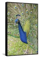 USA, Florida, Orlando, Male Peacock, Gatorland-Lisa S. Engelbrecht-Framed Stretched Canvas