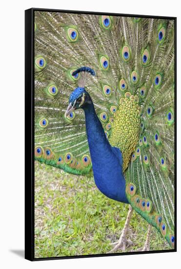 USA, Florida, Orlando, Male Peacock, Gatorland-Lisa S. Engelbrecht-Framed Stretched Canvas