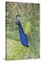 USA, Florida, Orlando, Male Peacock, Gatorland-Lisa S. Engelbrecht-Stretched Canvas