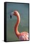 USA, Florida, Orlando. Pink Flamingo at Gatorland.-Lisa S. Engelbrecht-Framed Stretched Canvas