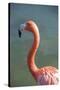 USA, Florida, Orlando. Pink Flamingo at Gatorland.-Lisa S. Engelbrecht-Stretched Canvas