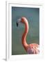 USA, Florida, Orlando. Pink Flamingo at Gatorland.-Lisa S. Engelbrecht-Framed Photographic Print