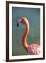 USA, Florida, Orlando. Pink Flamingo at Gatorland.-Lisa S. Engelbrecht-Framed Photographic Print