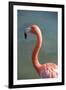 USA, Florida, Orlando. Pink Flamingo at Gatorland.-Lisa S. Engelbrecht-Framed Photographic Print