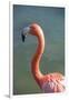 USA, Florida, Orlando. Pink Flamingo at Gatorland.-Lisa S. Engelbrecht-Framed Photographic Print