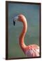 USA, Florida, Orlando. Pink Flamingo at Gatorland.-Lisa S. Engelbrecht-Framed Photographic Print