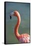 USA, Florida, Orlando. Pink Flamingo at Gatorland.-Lisa S. Engelbrecht-Framed Stretched Canvas