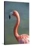 USA, Florida, Orlando. Pink Flamingo at Gatorland.-Lisa S. Engelbrecht-Stretched Canvas