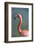 USA, Florida, Orlando. Pink Flamingo at Gatorland.-Lisa S. Engelbrecht-Framed Photographic Print