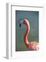 USA, Florida, Orlando. Pink Flamingo at Gatorland.-Lisa S. Engelbrecht-Framed Photographic Print