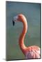 USA, Florida, Orlando. Pink Flamingo at Gatorland.-Lisa S. Engelbrecht-Mounted Photographic Print