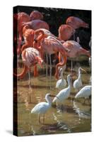 USA, Florida, Orlando, Pink Flamingos and White Ibis, Gatorland-Lisa S. Engelbrecht-Stretched Canvas