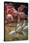 USA, Florida, Orlando, Pink Flamingos and White Ibis, Gatorland-Lisa S. Engelbrecht-Stretched Canvas