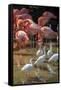 USA, Florida, Orlando, Pink Flamingos and White Ibis, Gatorland-Lisa S. Engelbrecht-Framed Stretched Canvas