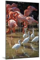 USA, Florida, Orlando, Pink Flamingos and White Ibis, Gatorland-Lisa S. Engelbrecht-Mounted Photographic Print