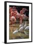 USA, Florida, Orlando, Pink Flamingos and White Ibis, Gatorland-Lisa S. Engelbrecht-Framed Photographic Print