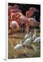 USA, Florida, Orlando, Pink Flamingos and White Ibis, Gatorland-Lisa S. Engelbrecht-Framed Photographic Print
