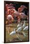 USA, Florida, Orlando, Pink Flamingos and White Ibis, Gatorland-Lisa S. Engelbrecht-Framed Photographic Print