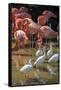 USA, Florida, Orlando, Pink Flamingos and White Ibis, Gatorland-Lisa S. Engelbrecht-Framed Stretched Canvas