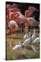 USA, Florida, Orlando, Pink Flamingos and White Ibis, Gatorland-Lisa S. Engelbrecht-Stretched Canvas