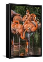 USA, Florida, Orlando. Pink Flamingos at Gatorland.-Jim Engelbrecht-Framed Stretched Canvas