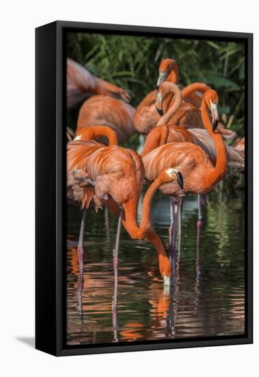 USA, Florida, Orlando. Pink Flamingos at Gatorland.-Jim Engelbrecht-Framed Stretched Canvas