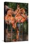 USA, Florida, Orlando. Pink Flamingos at Gatorland.-Jim Engelbrecht-Stretched Canvas