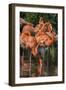 USA, Florida, Orlando. Pink Flamingos at Gatorland.-Jim Engelbrecht-Framed Photographic Print