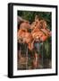 USA, Florida, Orlando. Pink Flamingos at Gatorland.-Jim Engelbrecht-Framed Photographic Print