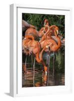 USA, Florida, Orlando. Pink Flamingos at Gatorland.-Jim Engelbrecht-Framed Photographic Print