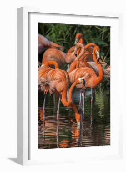 USA, Florida, Orlando. Pink Flamingos at Gatorland.-Jim Engelbrecht-Framed Photographic Print